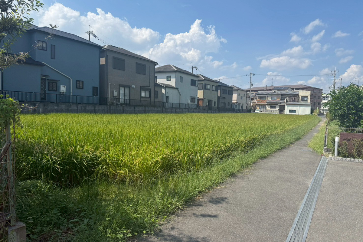 枚方市桜丘町： 田んぼ